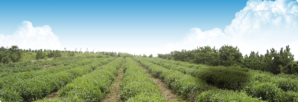 無(wú)公害綠色茶園