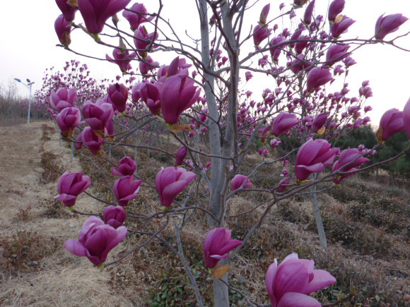 茶樹地里栽培了大量的紅、白、黃玉蘭，吸收二氧化硫，清新空氣，保持茶樹生
