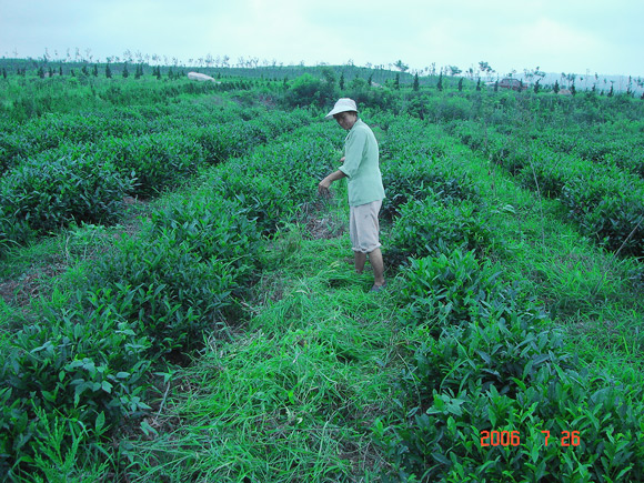 茶園除草，人工除雜草攤鋪腐爛做肥料，使用家禽肥、土雜肥；禁止使用化肥；